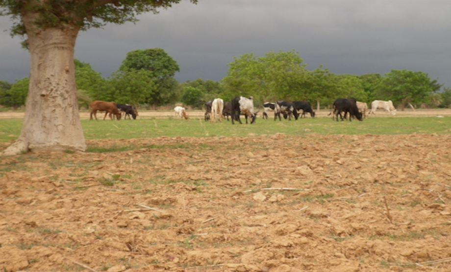 Farmer-herder conflicts in Agogo, Ghana