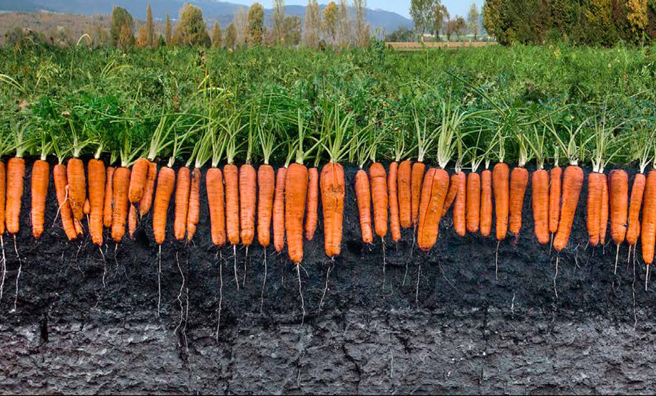 carrots LANAT