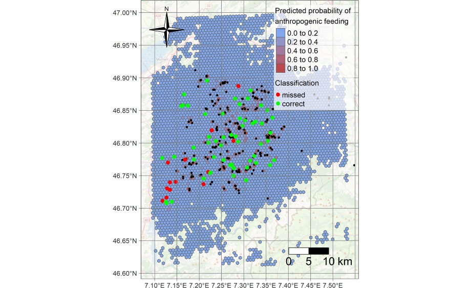 Predicting anthropogenic food supplementation from individual tracking data