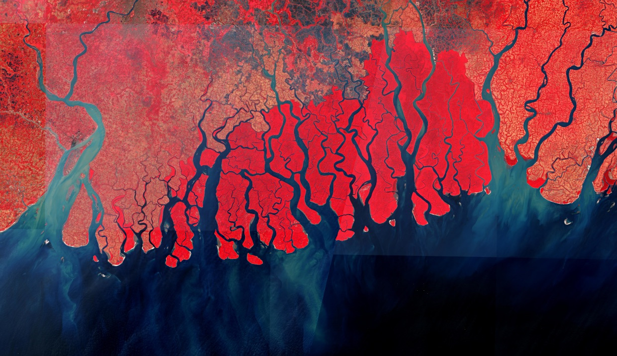 Sundarbans Mangrove Forest