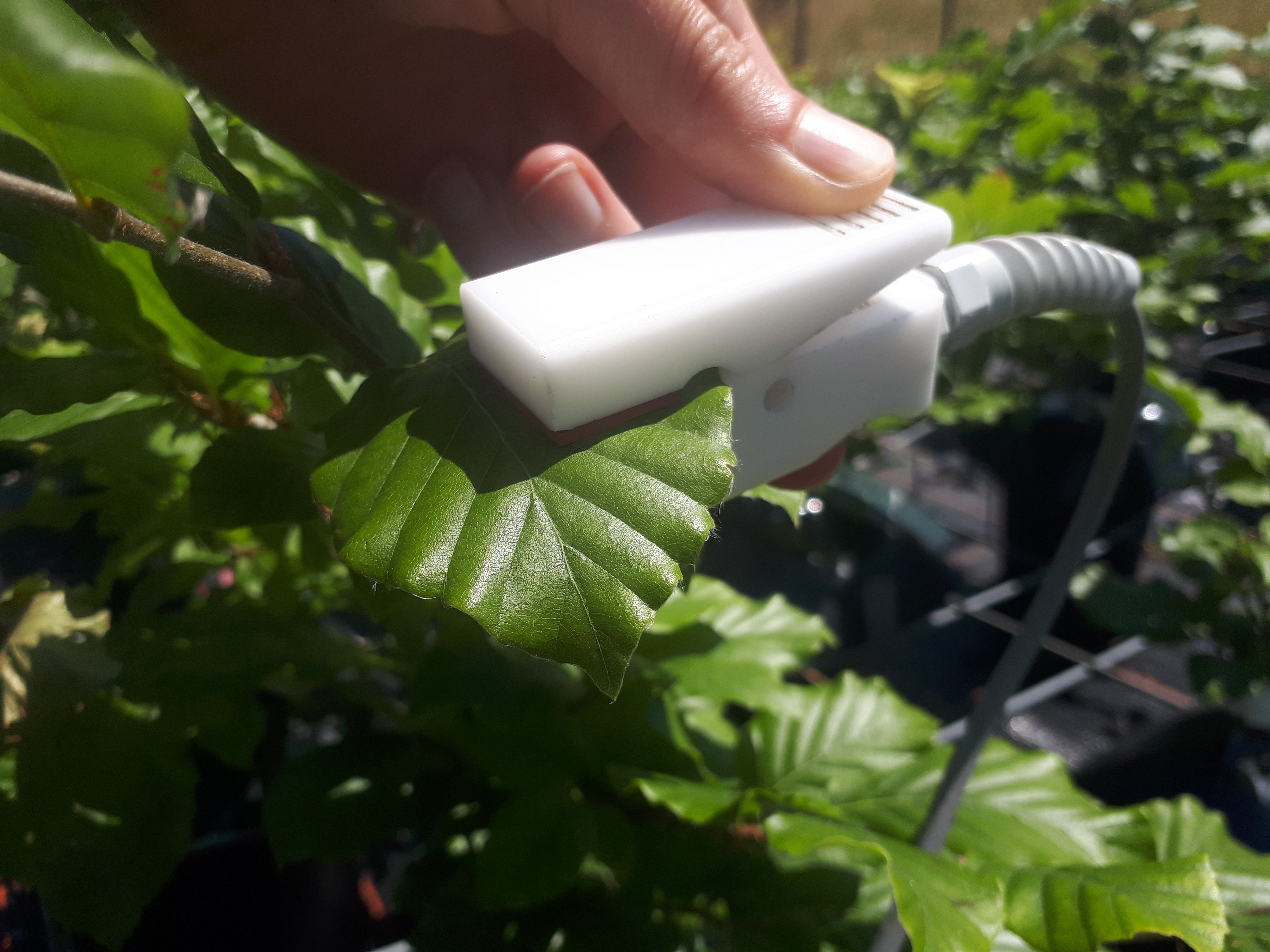 Measuring stomatal conductances. (Photo: Dave Kurath)