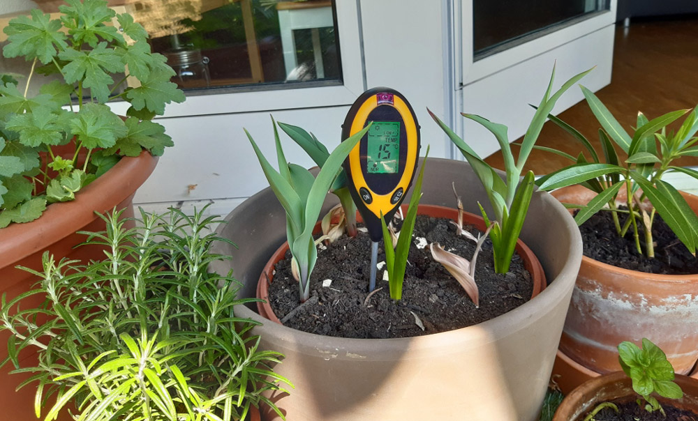 plants